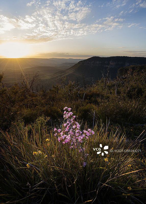 风景优美的草地景观与粉红色的花在日落，卡图姆巴，澳大利亚，新南威尔士图片素材