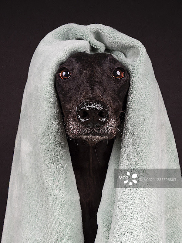 灰狗的肖像与毛巾在头上看着相机图片素材