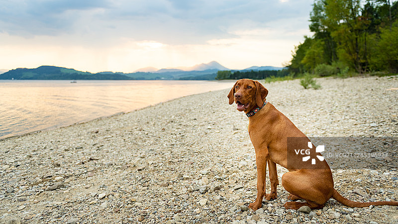 日落时分，一只威斯拉狗坐在海滩上图片素材