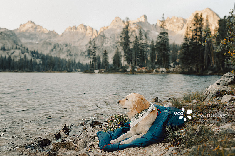 狗躺在毯子上的湖，爱达荷，美国图片素材
