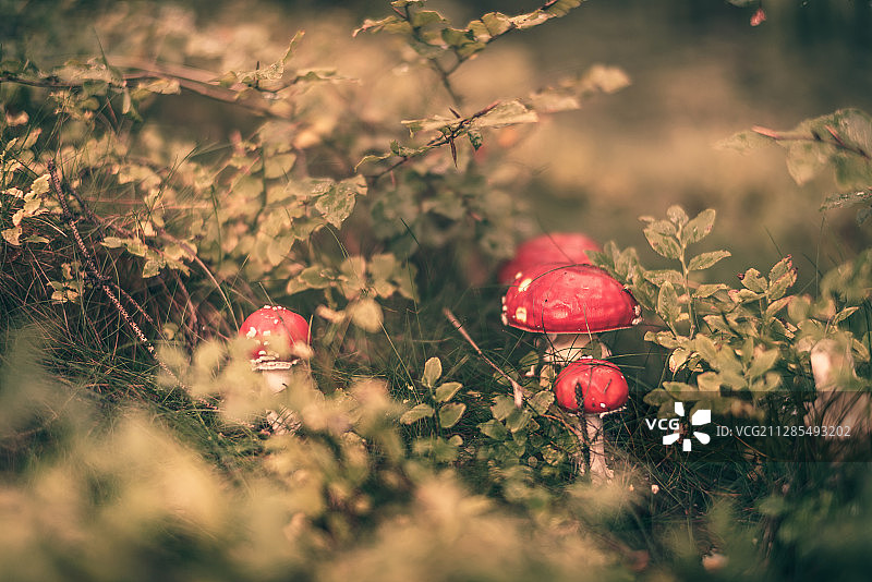 德国黑塞瓦尔德-米歇巴赫秋天森林里的蝇木耳(鹅耳菌)蘑菇图片素材