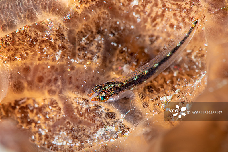 一只在珊瑚上的虾虎鱼图片素材