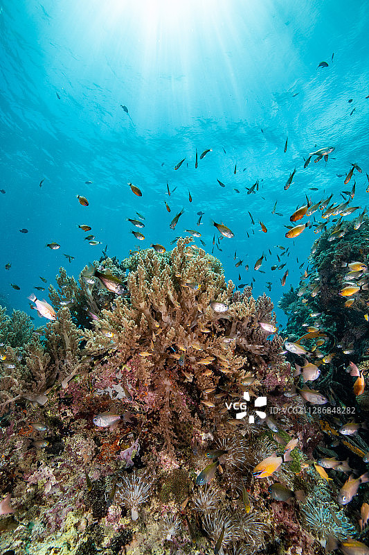 软珊瑚及鱼群图片素材