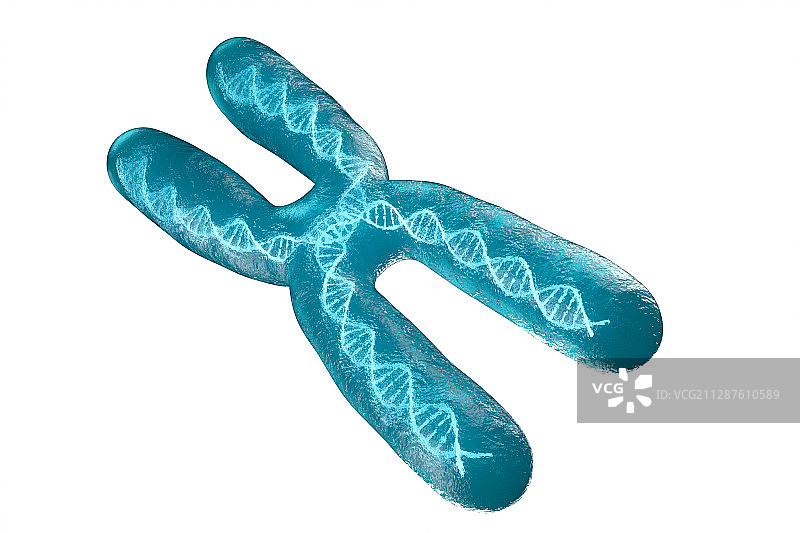 白色背景下的染色体 3D渲染图片素材