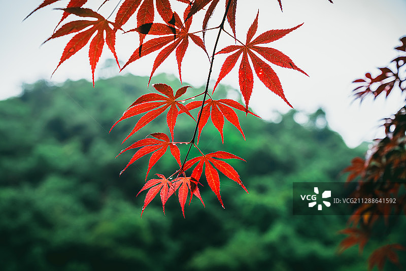 浙江杭州九溪烟树枫叶红色绿色植物图片素材