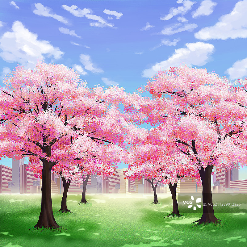 春天蓝天白云下的樱花树插画图片素材