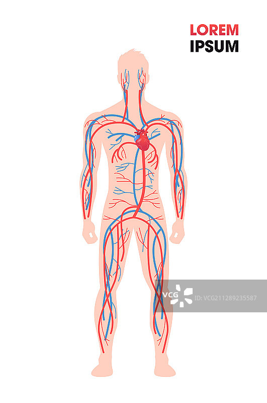 人体动脉-静脉循环系统血液图片素材