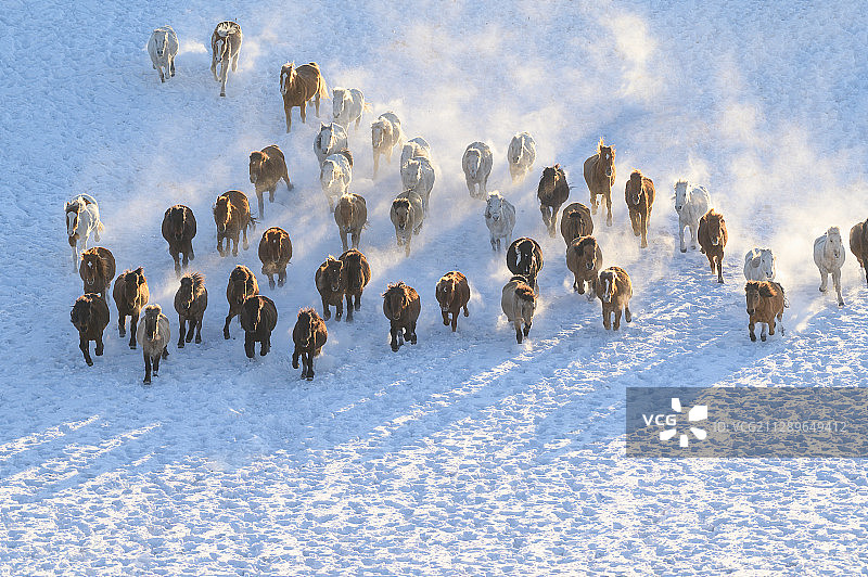内蒙古乌兰布统坝上马踏飞雪马群赛跑图片素材
