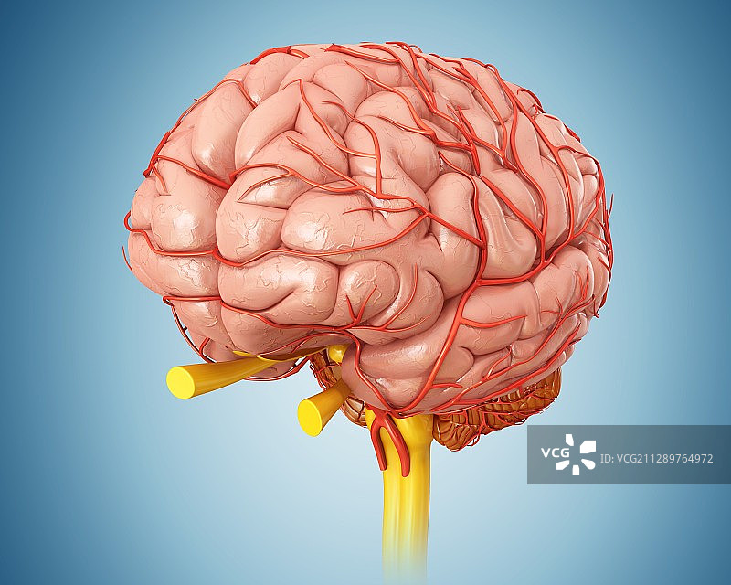 人类大脑和动脉，插图图片素材