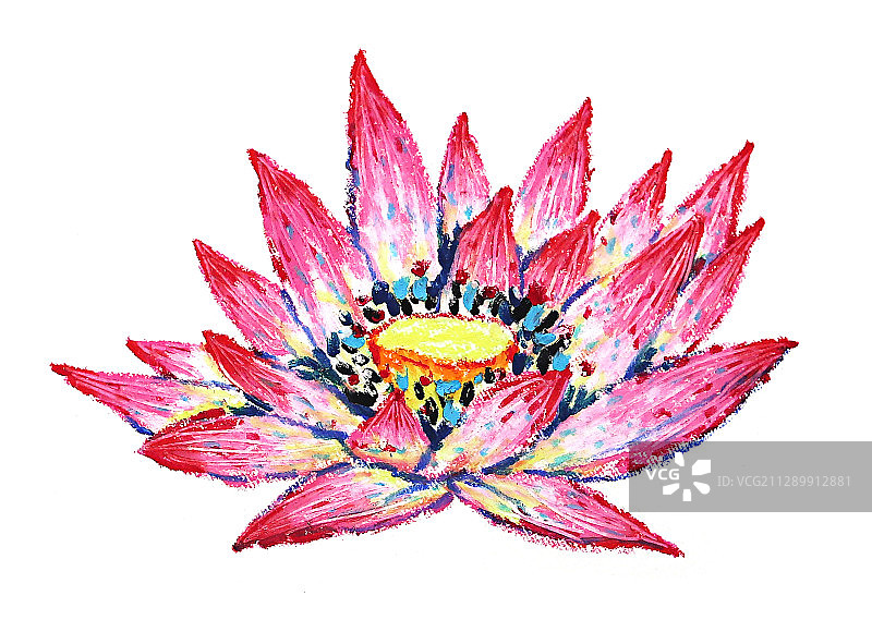 油画棒插画花卉-盛开的荷花图片素材