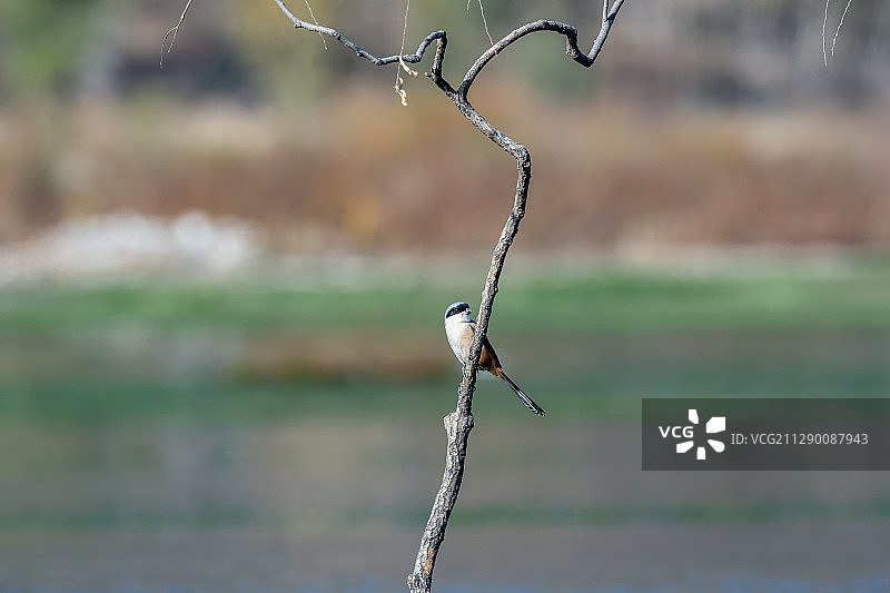 栖息在枝头上的小鸟图片素材