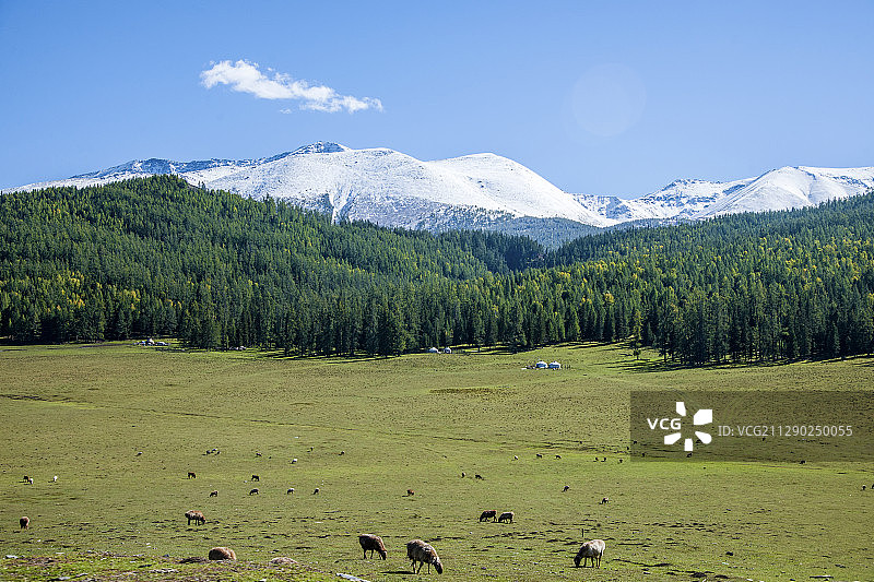 新疆喀纳斯国家地质公园白哈巴雪山下的高山草场图片素材