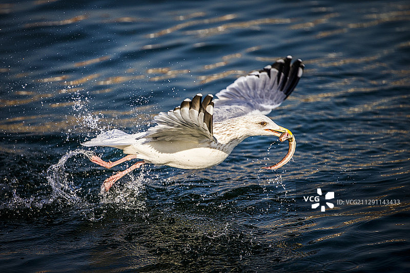 海鸥在大海上任意飞翔，灵活捉鱼。图片素材