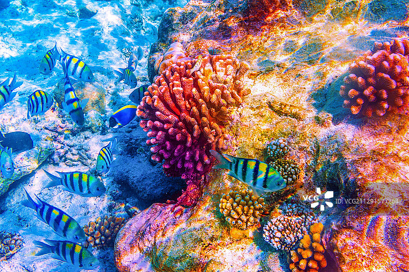 珊瑚鱼群图片素材