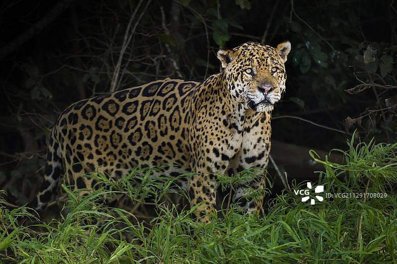 美洲虎(Panthera onca)，年老的动物，茂密的植被，潘塔纳尔，马托格罗索州，巴西，南美洲图片素材