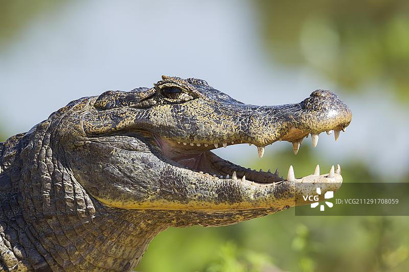 Yacare凯门鳄(凯门鳄Yacare)，休息在岸边，他的嘴张开，动物肖像，潘塔纳尔，马托格罗索，巴西，南美图片素材