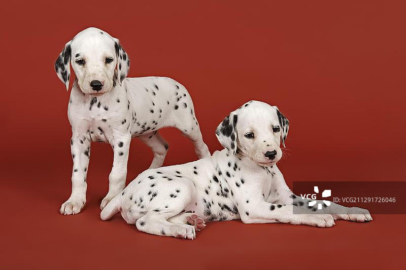 两只斑点狗幼犬，6周图片素材