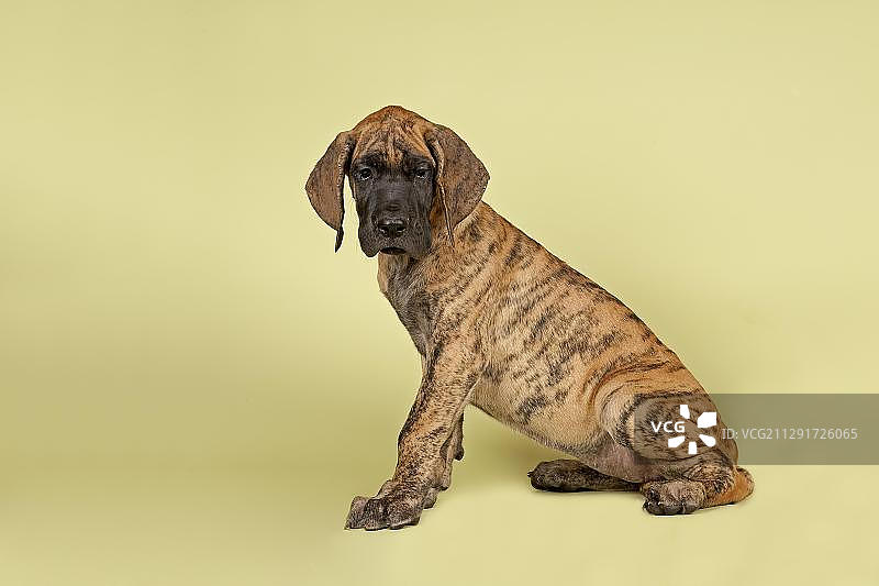 大丹犬，幼犬，9周，有斑纹图片素材
