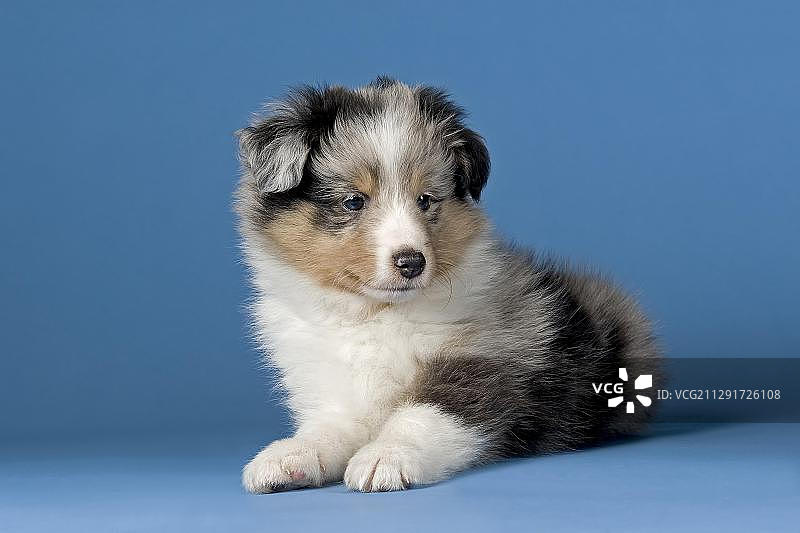 设得兰牧羊犬幼犬，6周大，蓝山鸟色图片素材