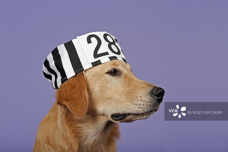 金毛猎犬，7个月大，戴着囚犯帽图片素材