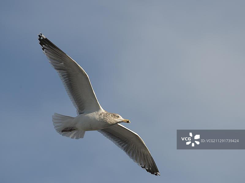 飞翔的银鸥。摄于荷兰北部的特塞尔图片素材