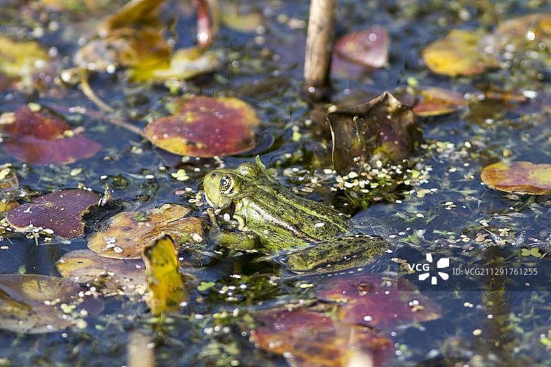 可食蛙(Pelophylax esculentus)，靠近波茨坦-帕伦的哈维尔运河，Havelland地区，勃兰登堡，德国，欧洲图片素材