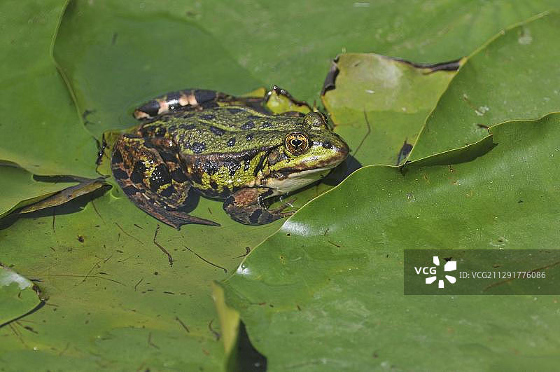 常见的水蛙或绿蛙(林蛙)，坐在白色睡莲(睡莲)的叶子上，德国萨克森，欧洲图片素材