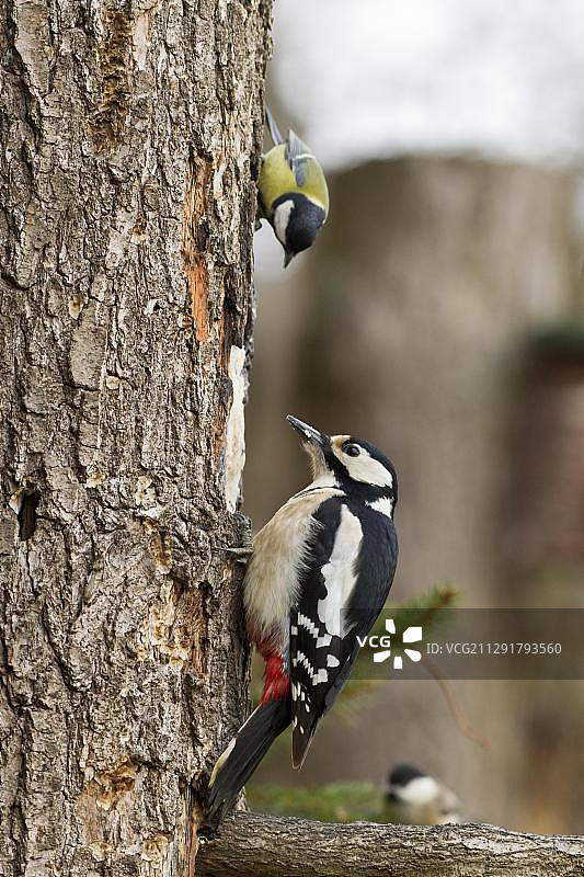 大斑啄木鸟(大斑啄木鸟)树上，坏苏登-阿伦多夫，德国，黑塞，欧洲图片素材