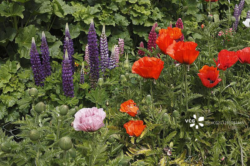 羽扇豆(Lupinus)和罂粟(Papaver)，格伦维格城堡花园，格伦维格国家公园，多尼戈尔郡，爱尔兰，欧洲图片素材