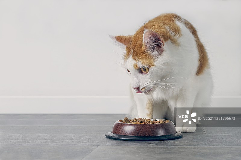 在食物盘旁边的虎斑猫的正面视图，新乌尔姆，德国图片素材