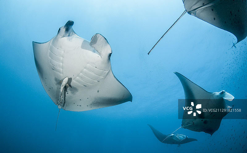 Reef Manta Ray, Manta alfredi, Ari Atoll，印度洋，马尔代夫- 2020年2月3日图片素材