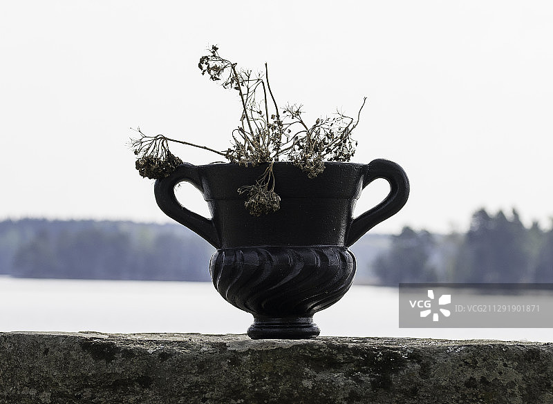 一个装饰花瓶的近视图与干花图片素材