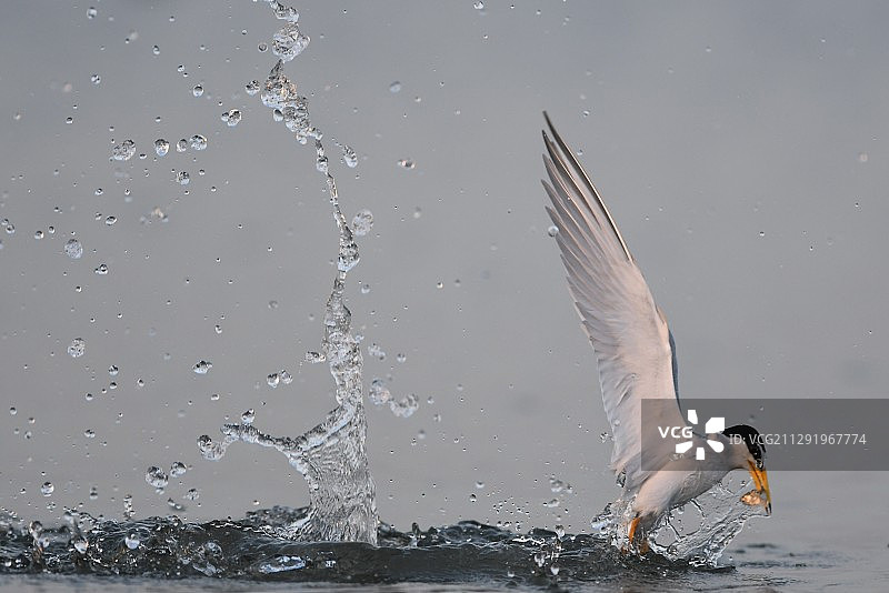 捕鱼的小燕鸥，川崎，日本图片素材
