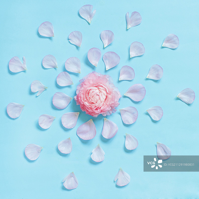 蓝色背景上的玫瑰花瓣图片素材