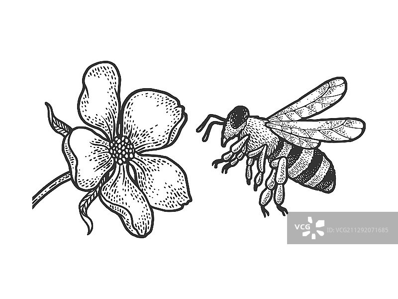 蜜蜂飞到花的素描图片素材