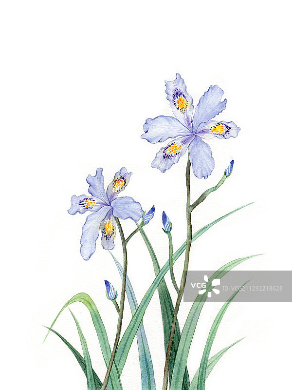 手绘水彩蝴蝶花植物花卉插画图片素材
