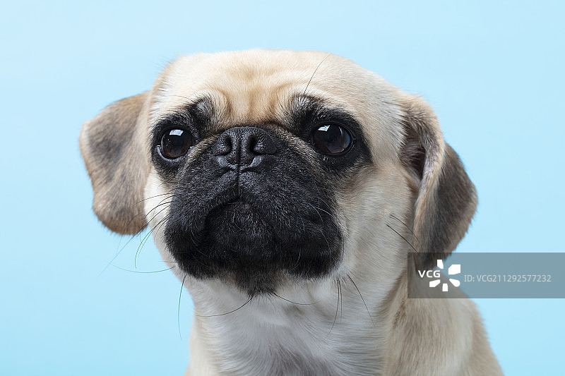 工作室拍摄的哈巴狗狗盯着天空蓝色的背景图片素材