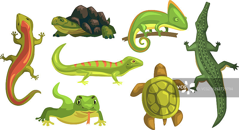 两栖动物收集乌龟变色龙图片素材