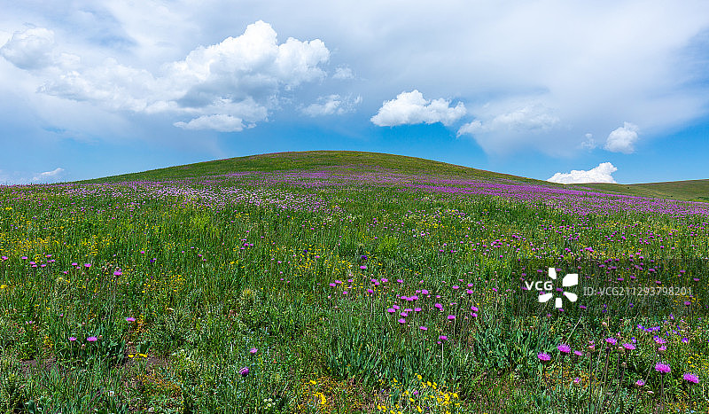 新疆喀拉峻大草原-鲜花台图片素材