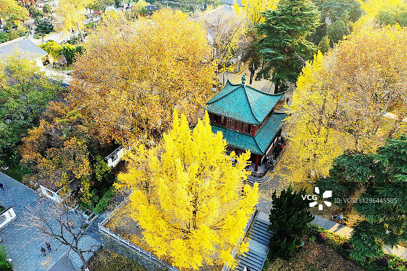 金色银杏树下的南京玄武湖公园内的扫叶楼图片素材