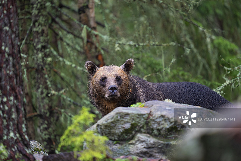 欧亚棕熊，雄性，Järbo，瑞典图片素材