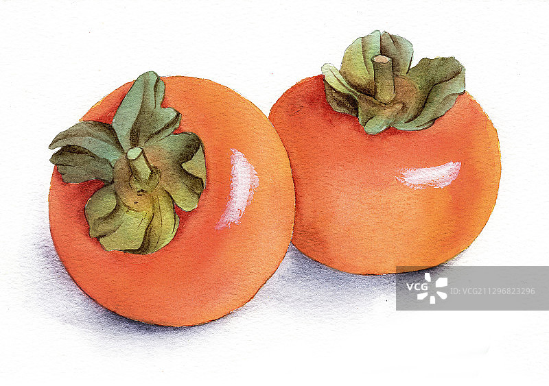 手绘水彩水果成熟柿子插画图片素材