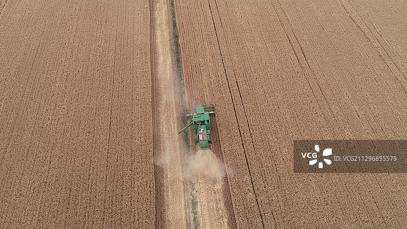 2020年6月2日，收割机在河南省黄泛区农场的麦田里收割小麦图片素材