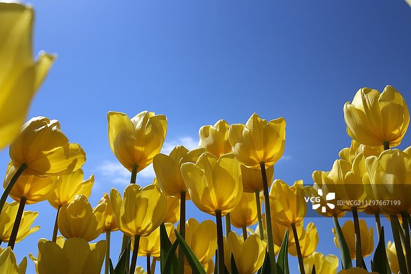 低角度的黄色开花植物对抗晴朗的蓝天图片素材
