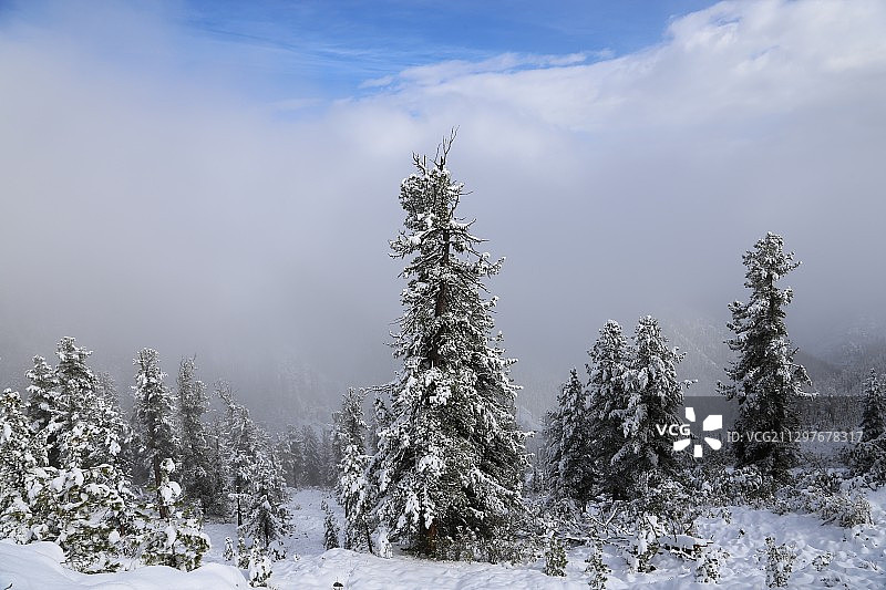 俄罗斯Baklashi，白雪覆盖的土地上的树木图片素材