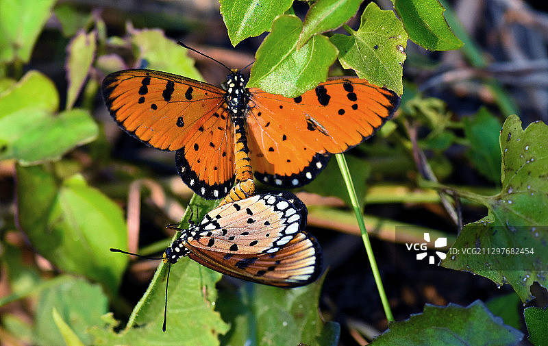 蝴蝶授粉花的特写，Bli，印度图片素材