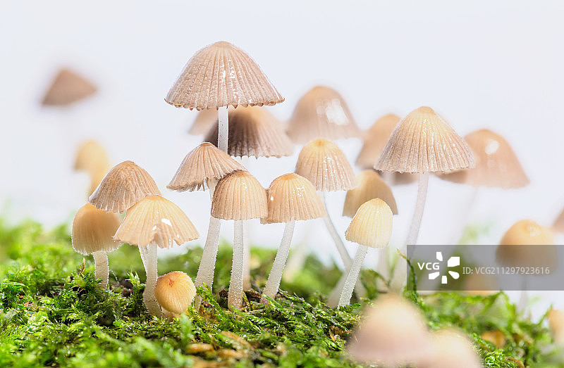 绿色苔藓上的野生蘑菇图片素材