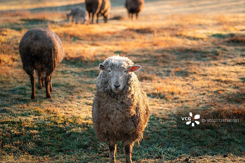 草原上的绵羊，崇奇，智利图片素材