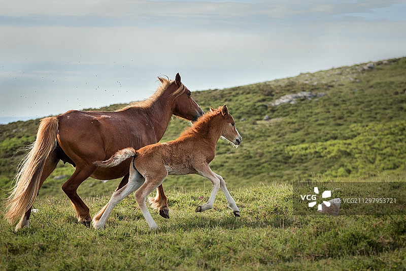 两匹马在陆地上战斗图片素材