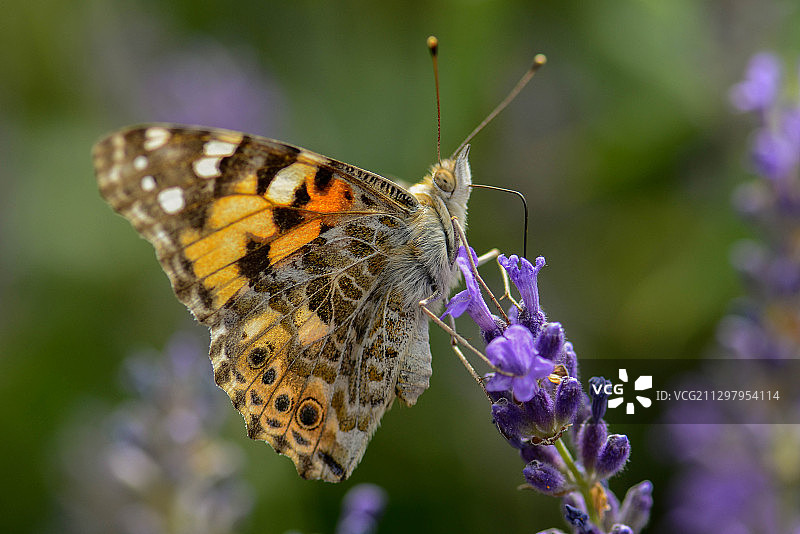蝴蝶在紫色花朵上传粉的特写，瑞士的威提肯图片素材